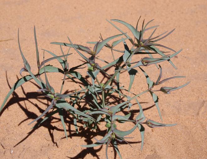 Whole plant