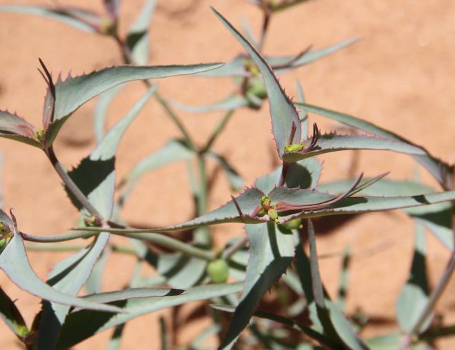 Euphorbia retusa flower
