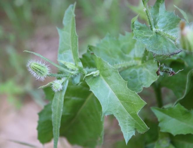 Urospermum picroides leaves