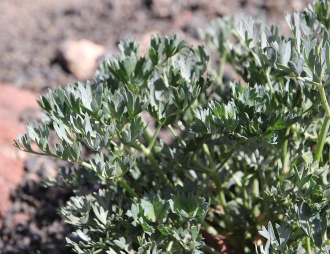 Ducrosia flabellifolia leaves