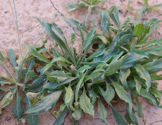 Plantago ciliata leaves