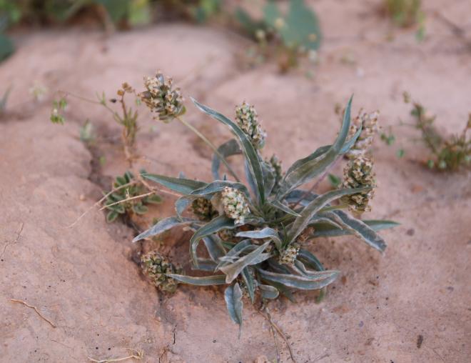 Plantago amplexicaulis flowers