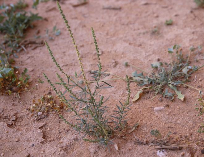 Whole plant