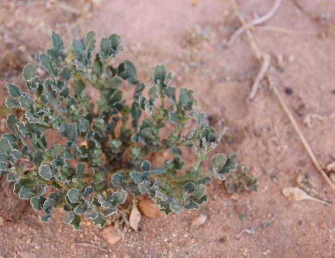 Whole plant