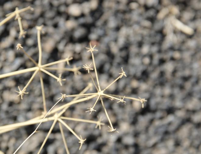 Ducrosia flabellifolia fruits