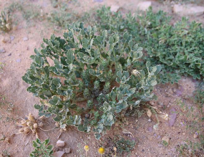 Whole plant