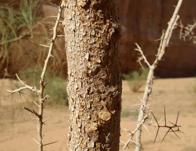 Vachellia gerrardi bark