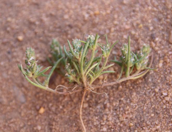 Whole plant