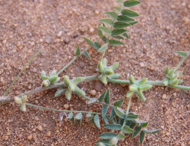 Astragalus tribuloides fruits