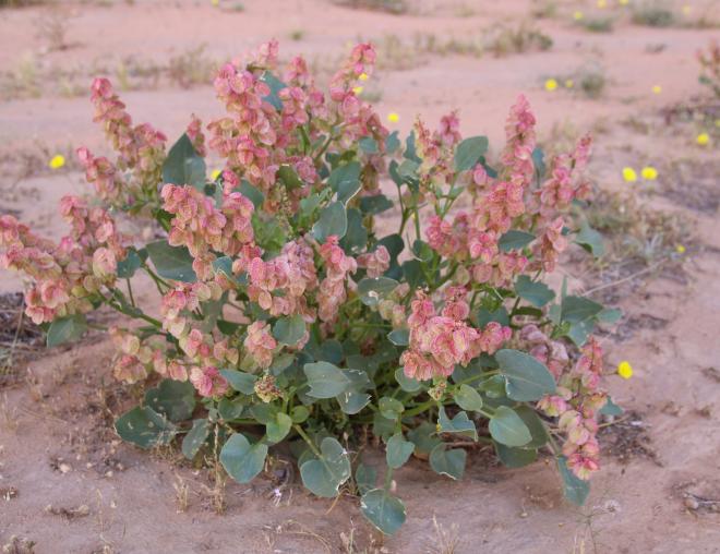 Whole plant