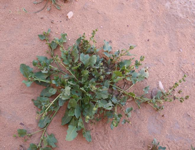 Whole plant