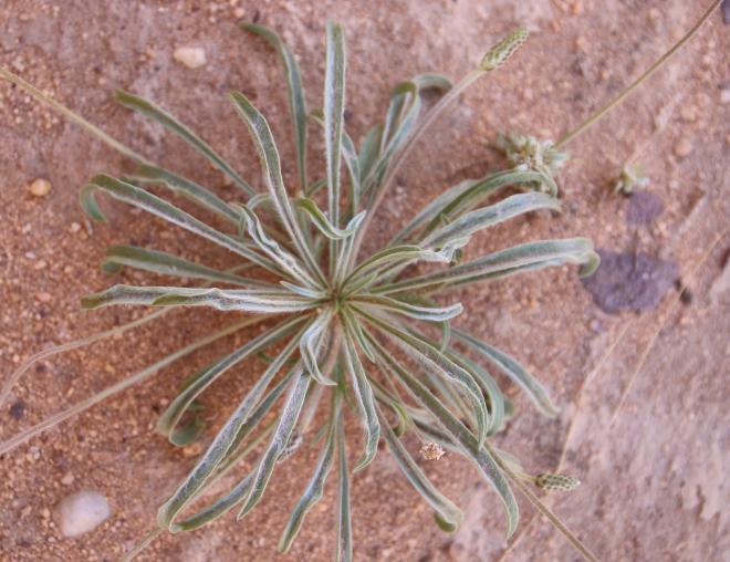 Plantago albicans leaves