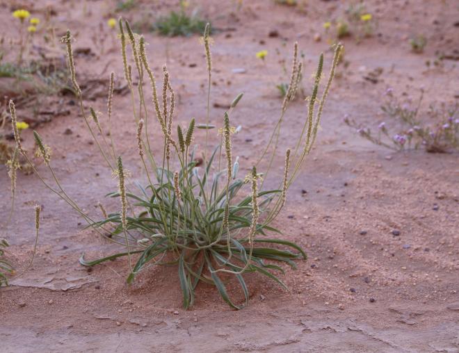 Whole plant