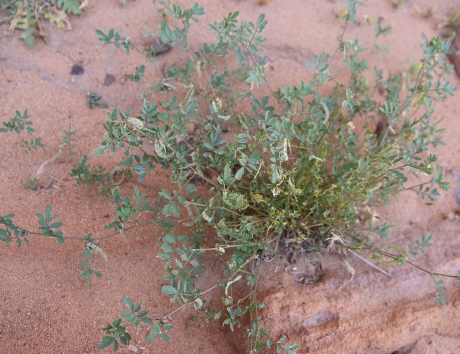 Whole plant