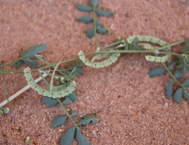 Hippocrepis constricta fruits