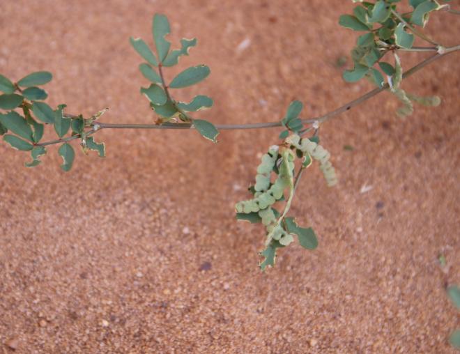 Hippocrepis constricta fruits