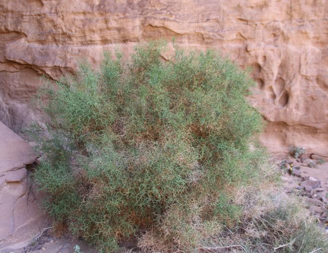 Whole plant