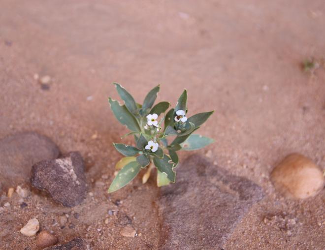 Whole plant with flowers