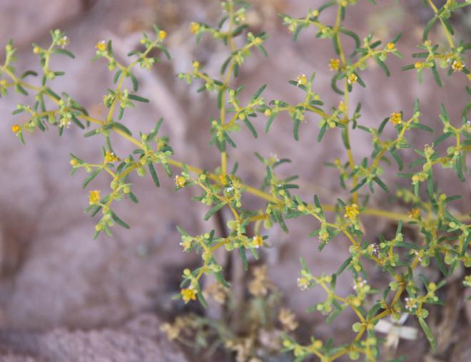 Zygophyllum simplex flowers