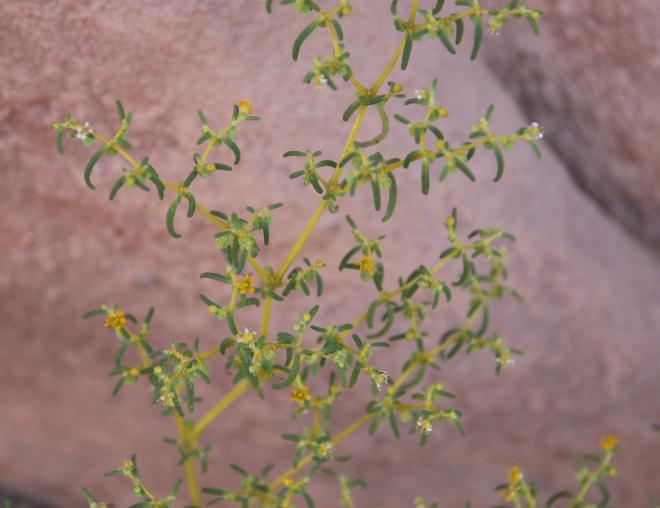 Zygophyllum simplex flowers