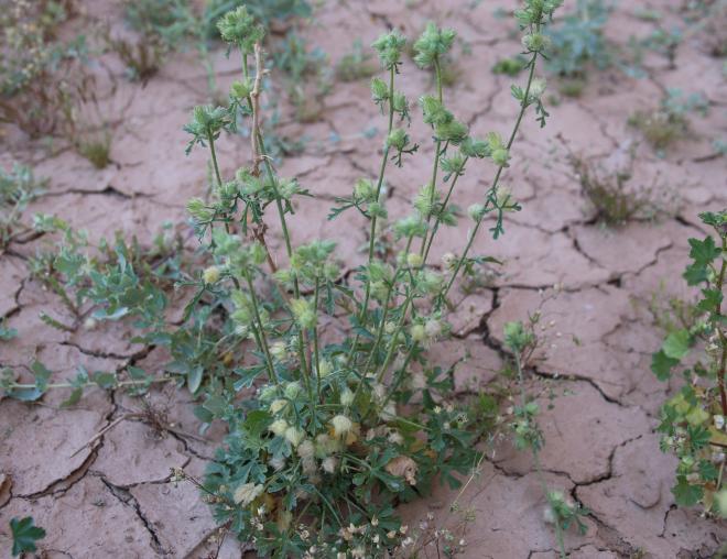 Whole plant