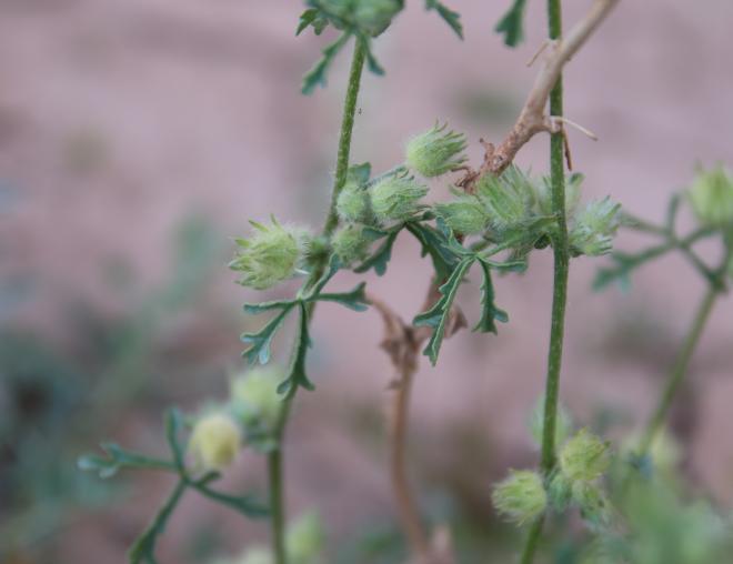 Malva ludwigii fruit