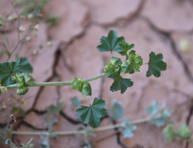 Malva parviflora fruit