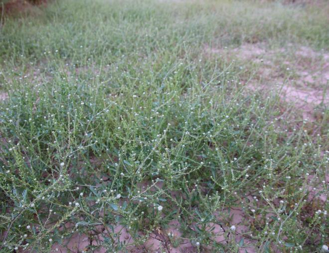 Whole plant