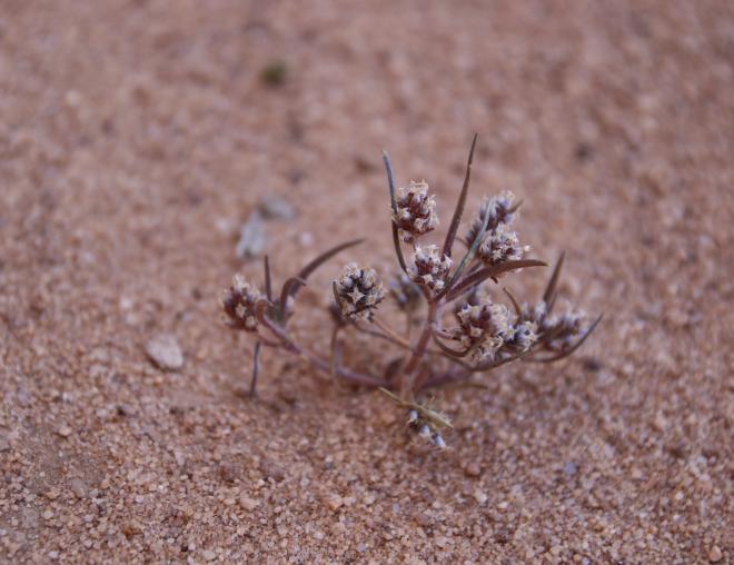Plantago maris-mortui fruits