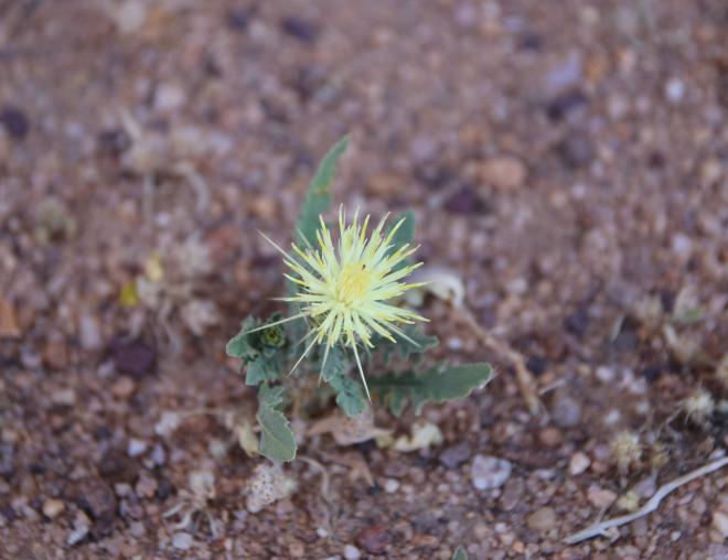 Whole plant