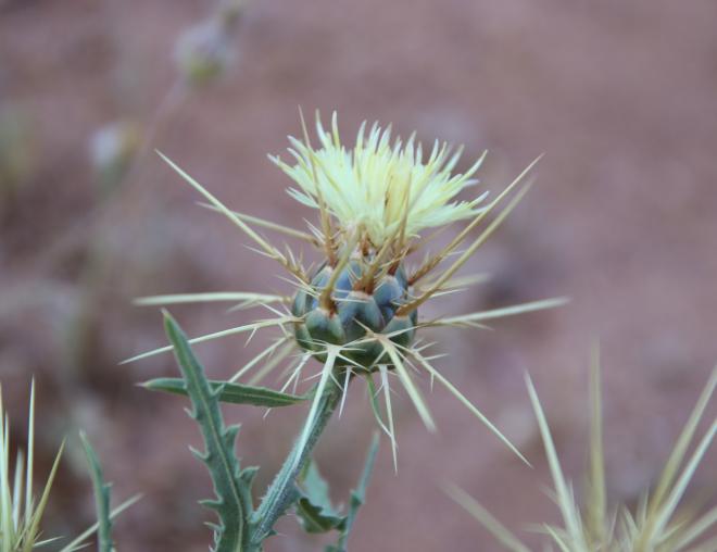 Centaurea pseudosinaica flowers