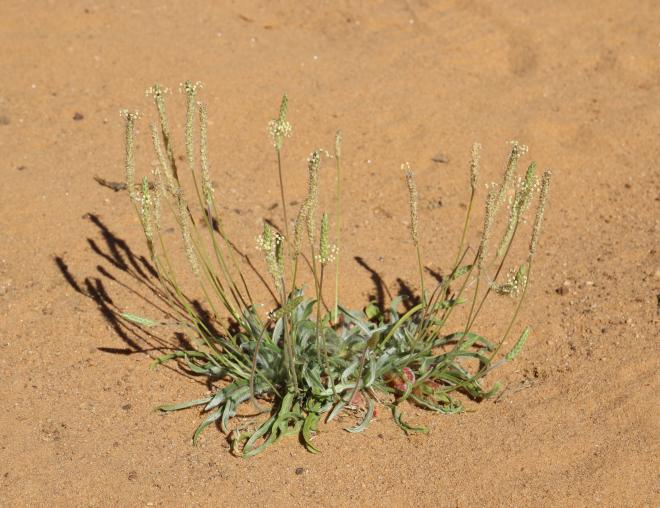 Whole plant