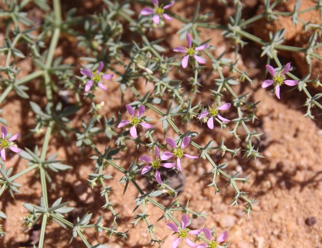 Zygophyllum bruguieri flowers