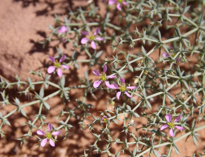 Zygophyllum bruguieri flowers