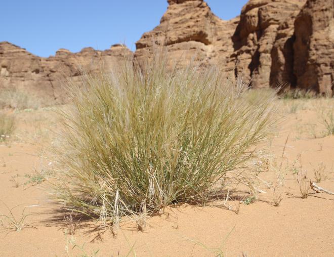 Whole plant