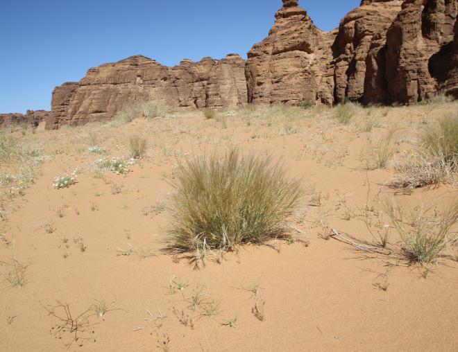 Stipagrostis plumosa on a sandy plain
