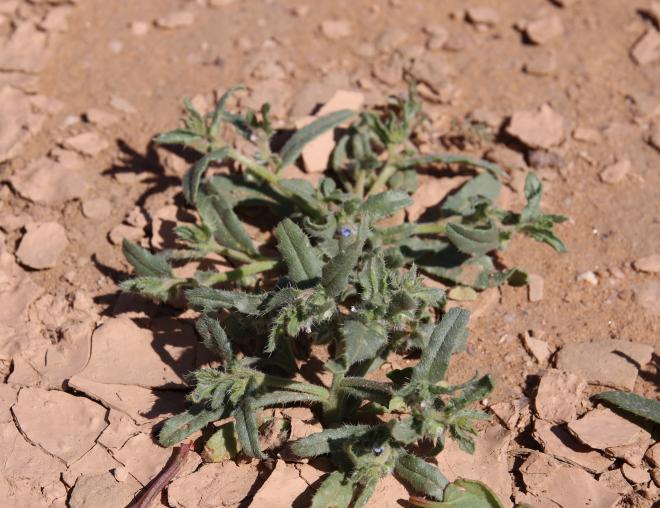 Whole plant