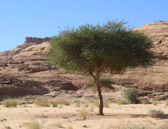 Whole plant