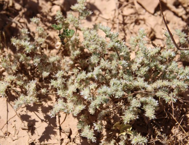 Whole plant