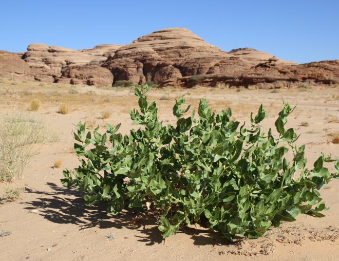 Whole plant
