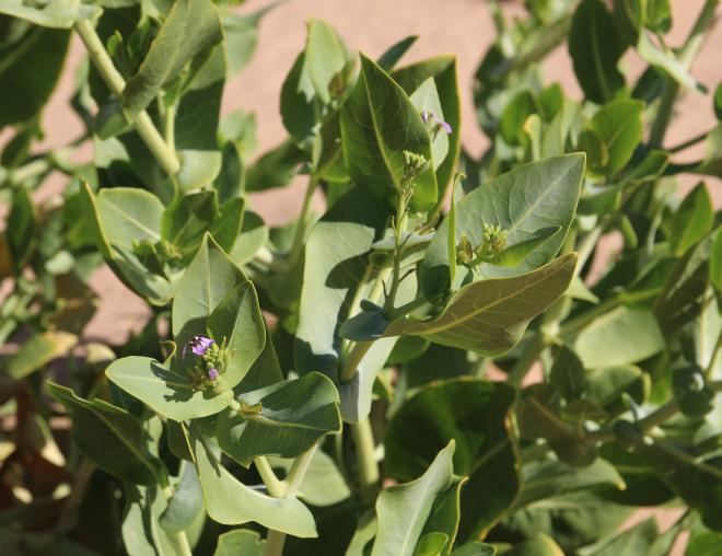 Schouwia purpurea leaves