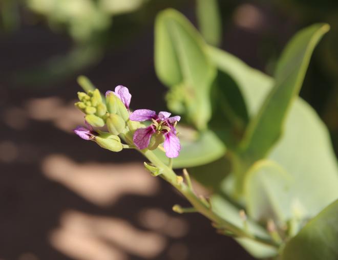 Schouwia purpurea flowers