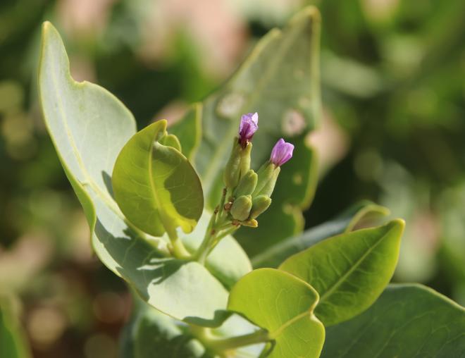 Schouwia purpurea flowers