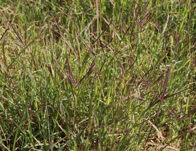 Whole plant