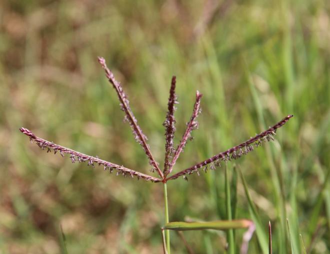 Cynodon dactylon flowers