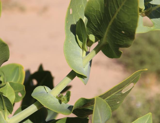 Schouwia purpurea leaves
