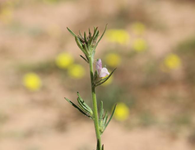 Misopates orontium flower and fruits