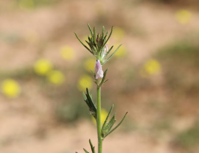 Misopates orontium flower
