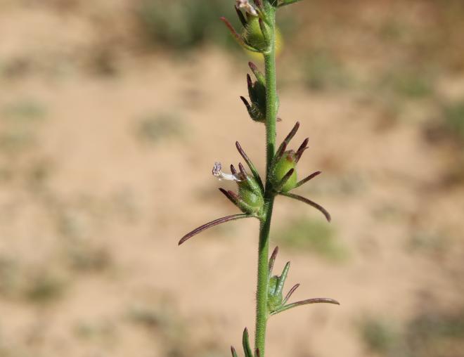 Misopates orontium fruits