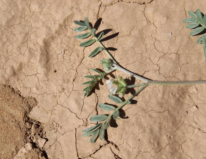 Astragalus schimperi leaves